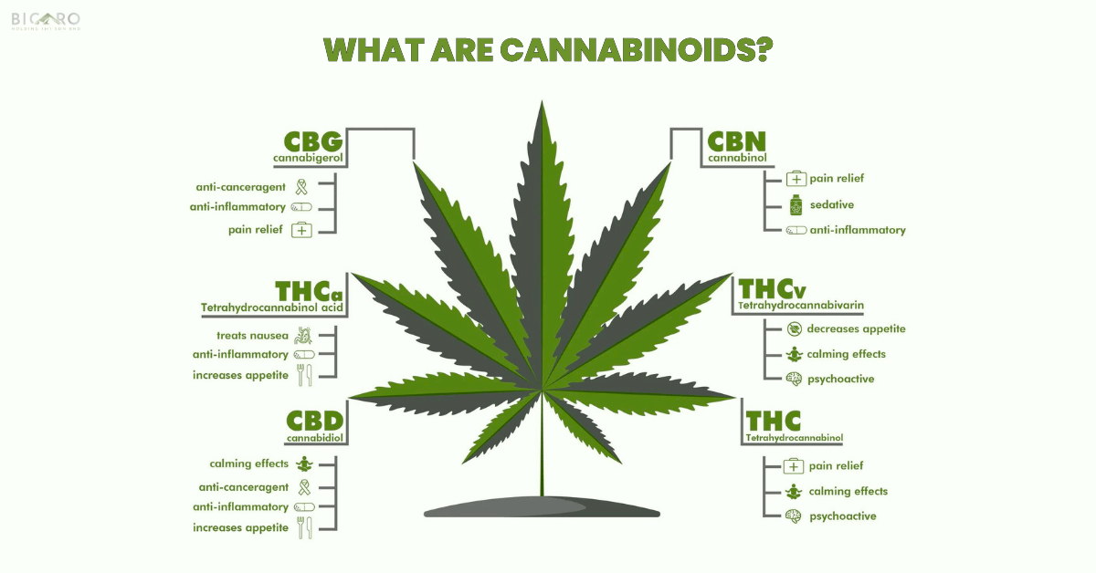 Bicaro Holding News 12 What Are Cannabinoids?