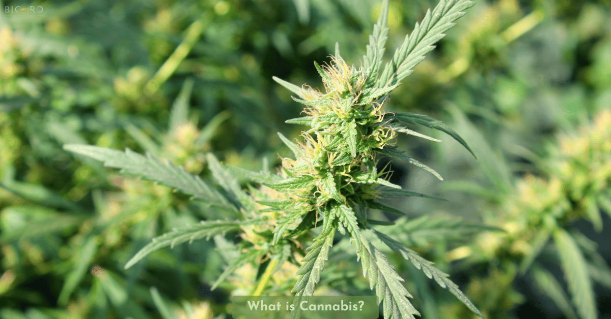 Bicaro Holding News 13 What Is Cannabis: History, Benefits, and Modern Uses