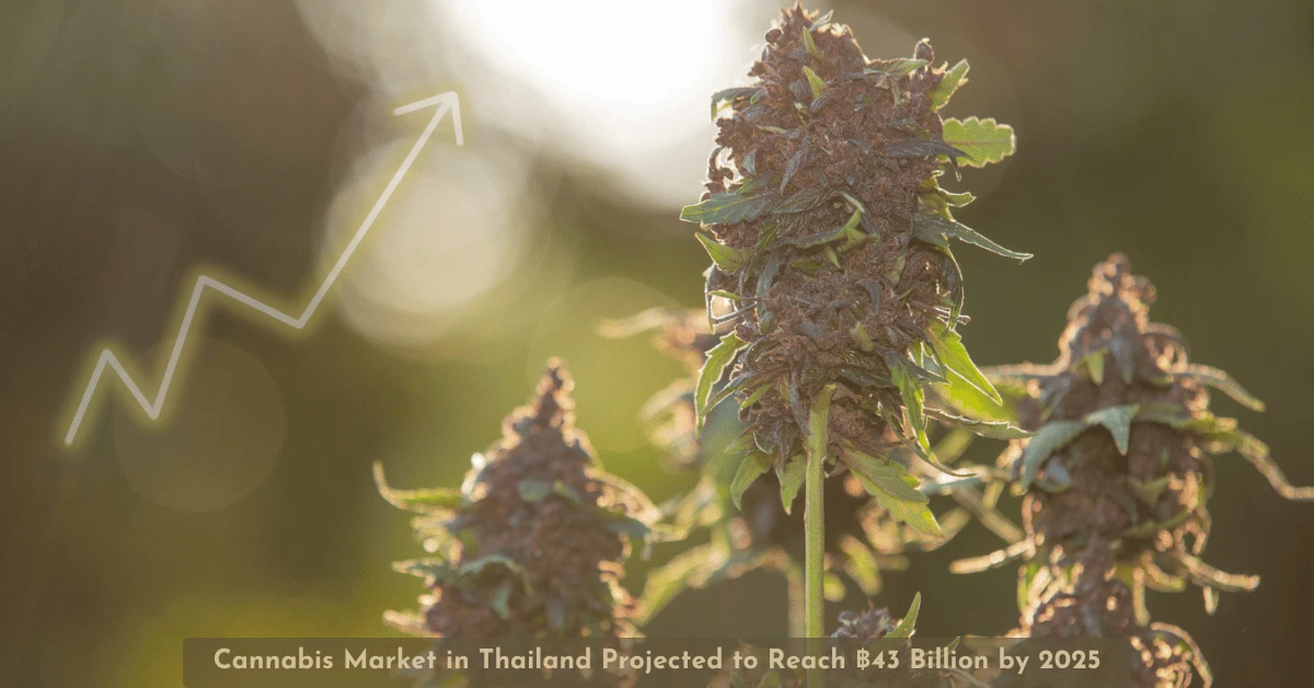 Cannabis Market in Thailand Projected to Reach ฿43 Billion by 2025