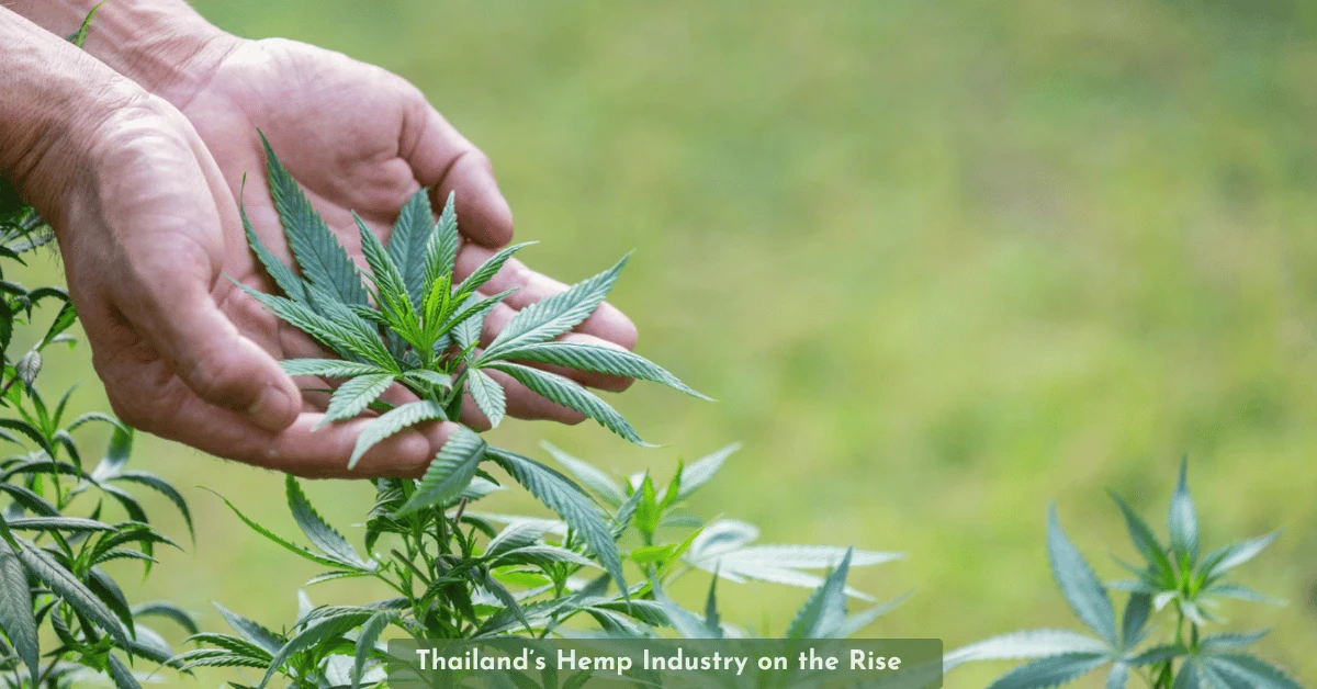 Thailand’s Hemp Industry on the Rise