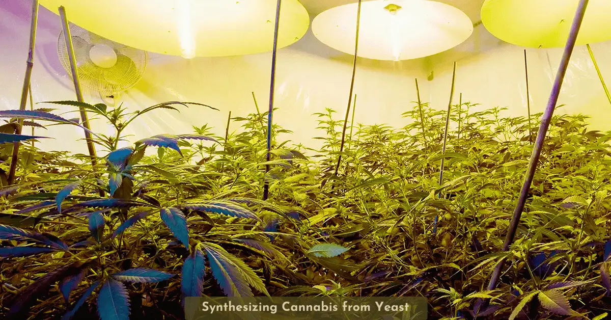 Bicaro Holding News 11 Producing Cannabis Compounds from Yeast Bicaro Holding